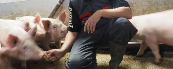 compléments alimentaires pour porcs