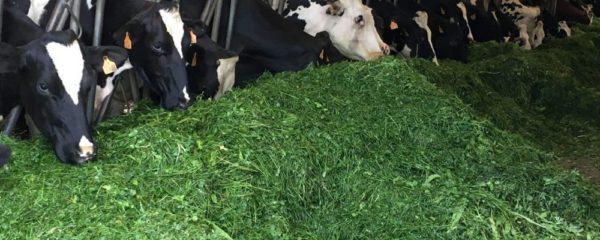 l-alimentation-pour-vos-bovins