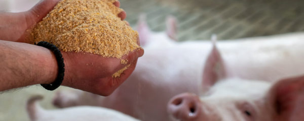 Nourriture pour porcs